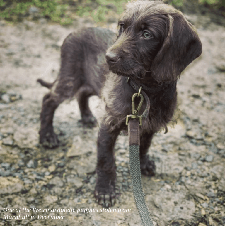 Dog Napping in Dorset – Is Your Pooch in Danger of Being Pinched?