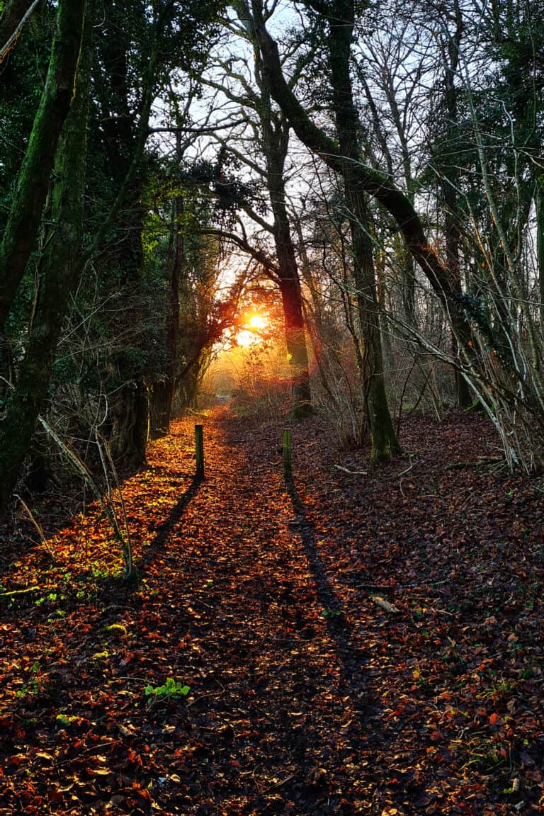 Slow beautiful winter’s afternoon walk on Cranborne Droves Way | 4.4 miles