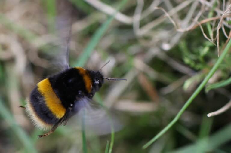 Bombus Terrestris