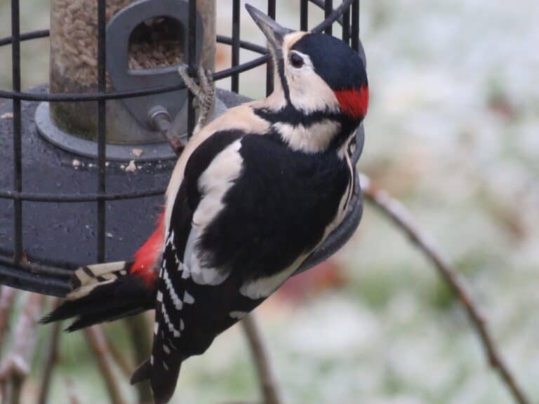 Big Garden Birdwatch
