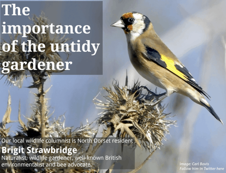 The importance of being untidy gardeners
