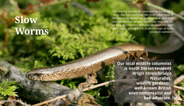 Slow Worms