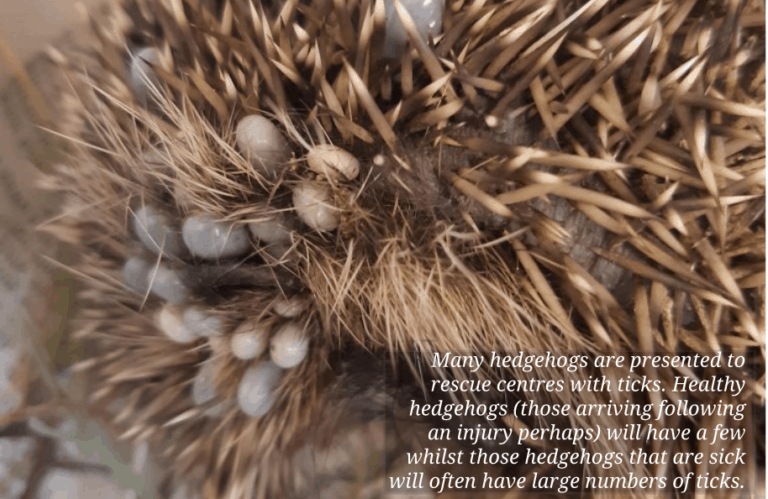 A Prickle of Hedgehogs in Hazelbury Bryan