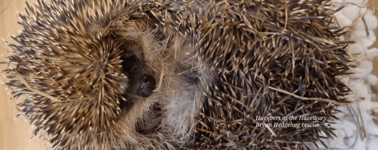 A Prickle of Hedgehogs in Hazelbury Bryan