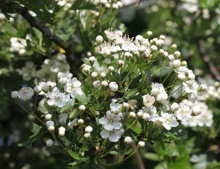 In Praise of Hawthorn