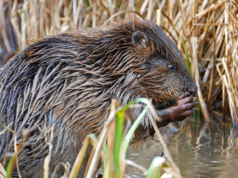 Beavers are back in Dorset