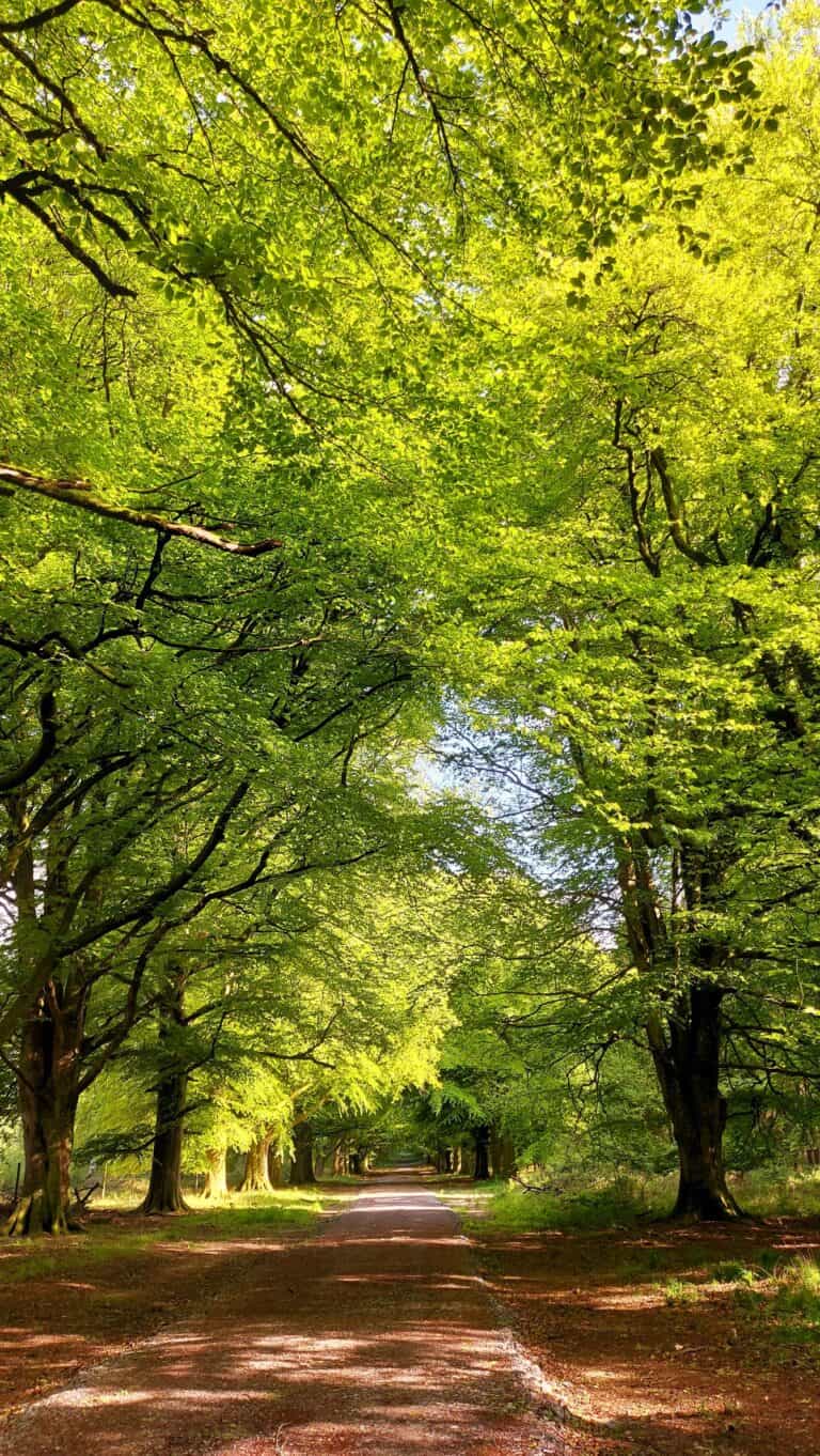 Shady Chase Woods Walk – 6 miles | Dorset Walks