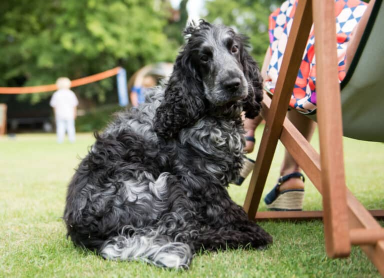 Two Dorset hotels have scooped top prizes in PetsPyjamas’ 2020 Dog-Friendly Travel Awards.