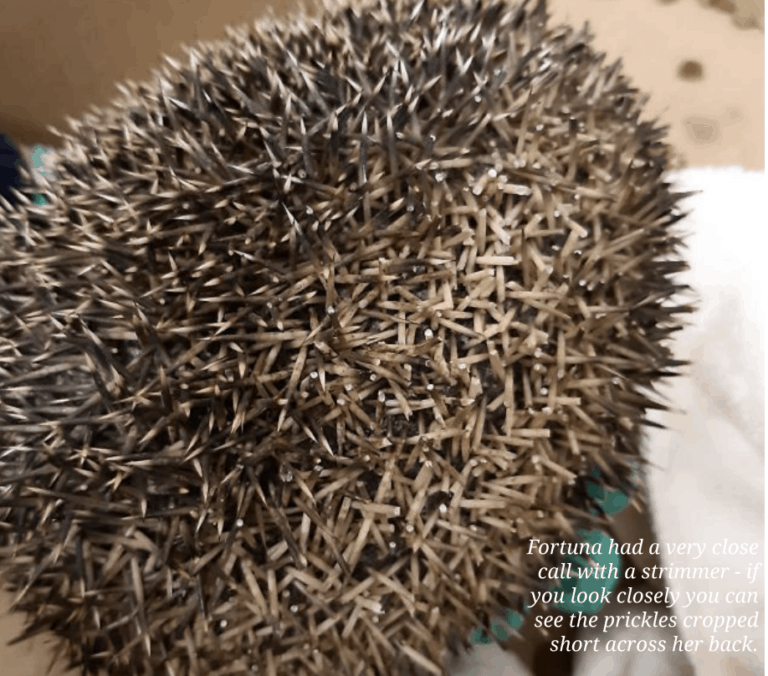 Hedgehog fundraising fayre