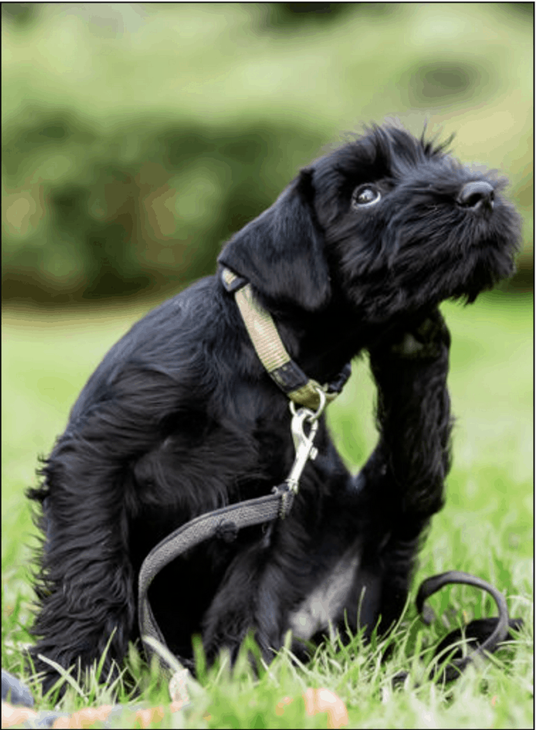 A Vet’s Voice | BEWARE OF WINTER FLEAS!