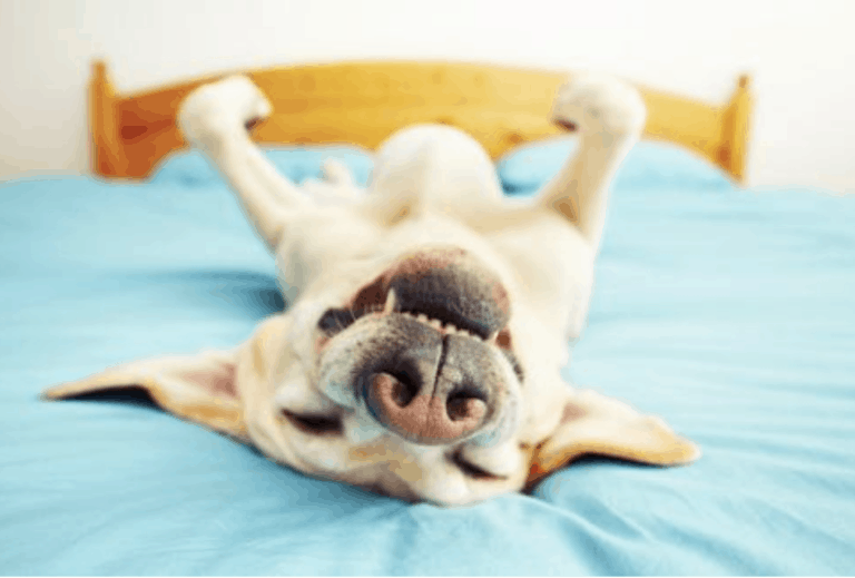 A Vet’s Voice | Lockdown: A dog’s tail