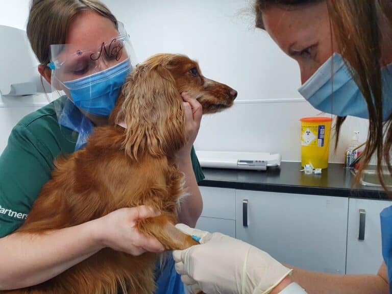 A Vet’s Voice | Veterinary Nursing Awareness Month