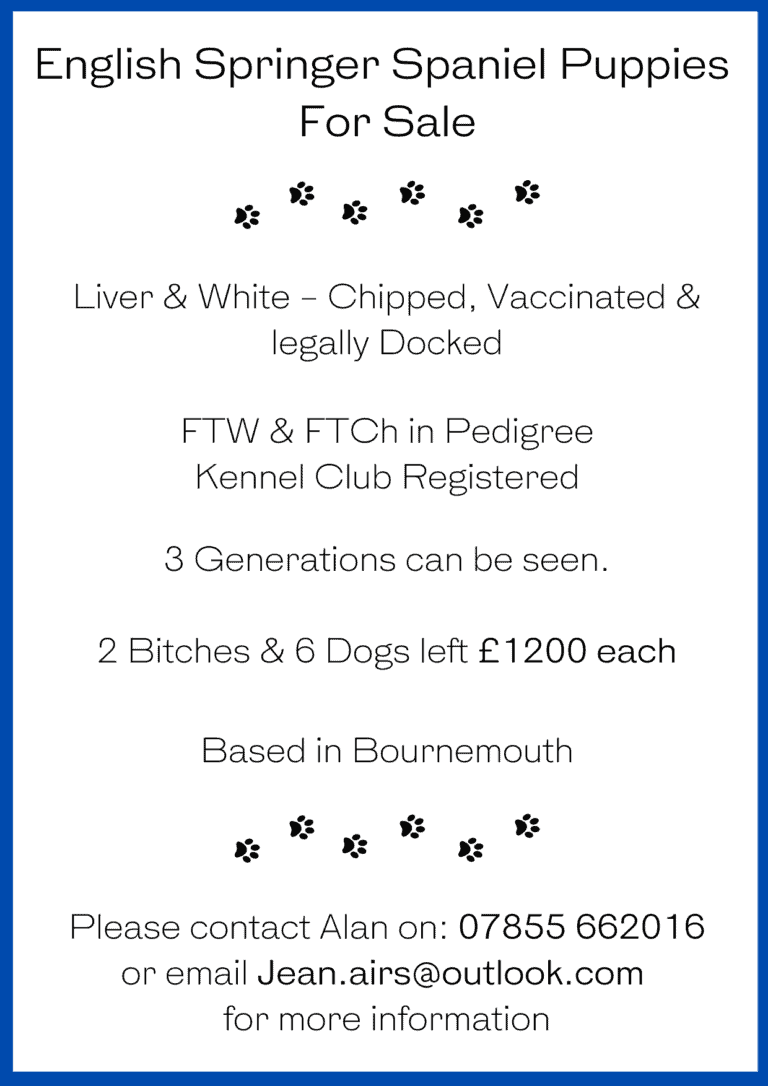 English Springer Spaniel Puppies For Sale