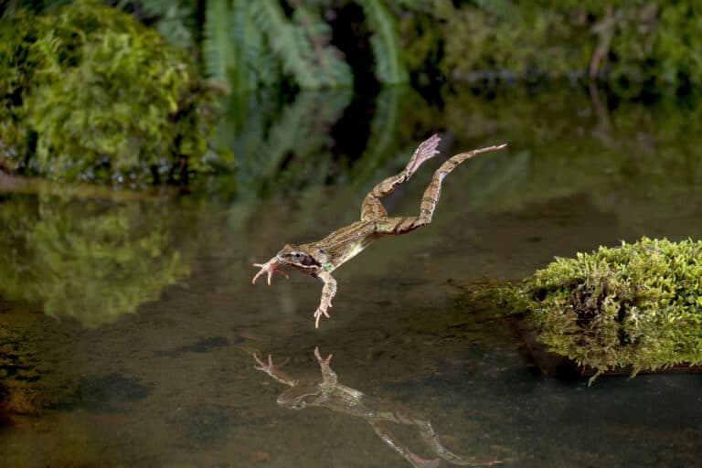 The Importance of Ponds
