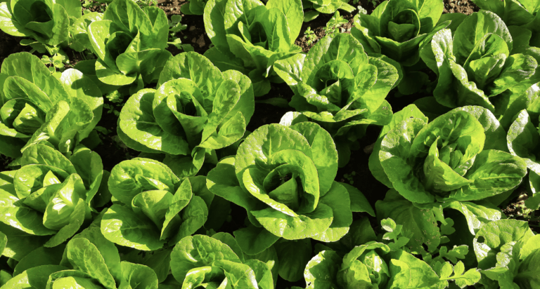 The Voice of The Allotment | July 2021
