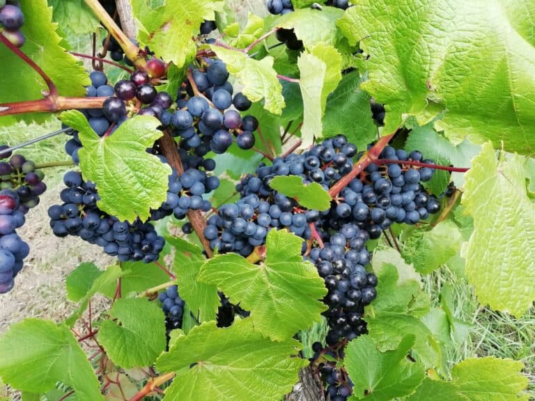 Secret Wine Gem in the Blackmore Vale