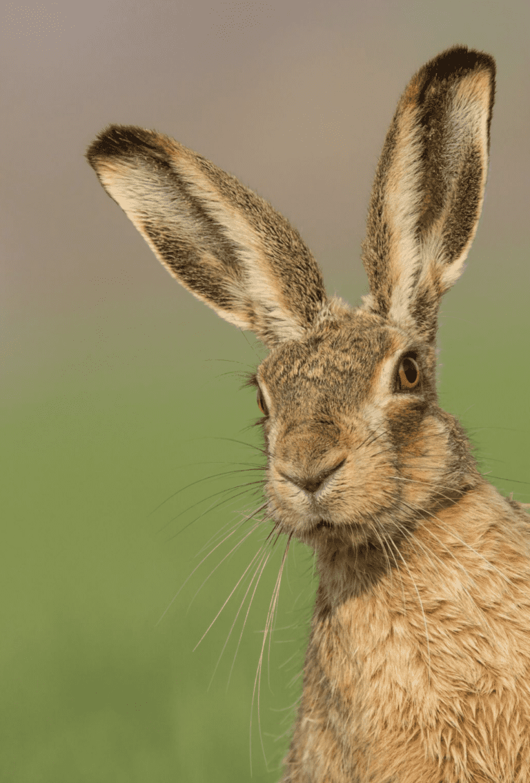 Armed police chase suspected poachers across East Dorset