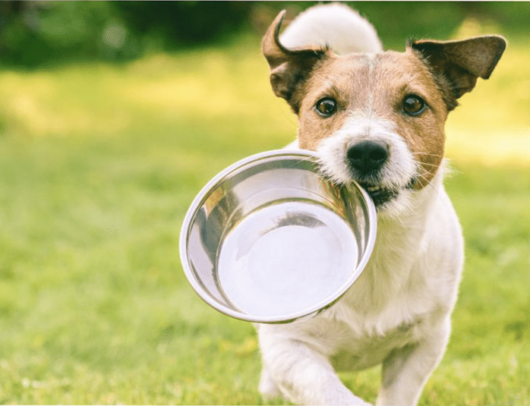 Pets and their diet