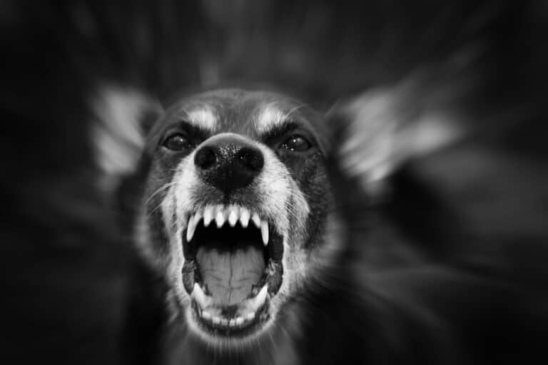 Dog bite personal injury claims