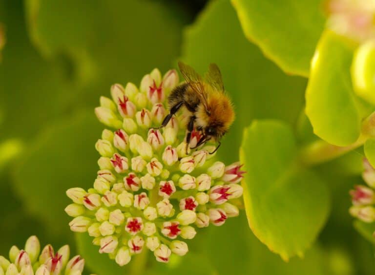 The Common Carder Bumblebee