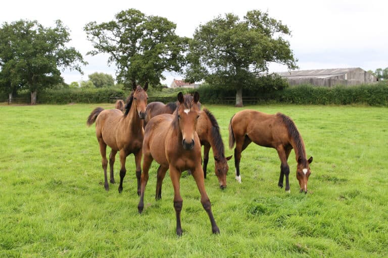 Weaning a Thoroughbred Foal