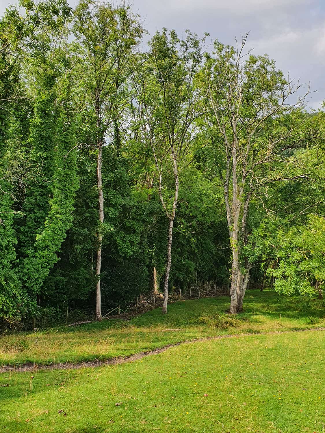 The Ash Tree Crisis A Disaster in the making The BV