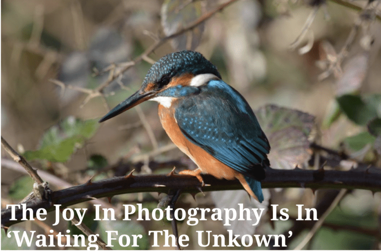 Young local wildlife photographer has first exhibition in Blandford