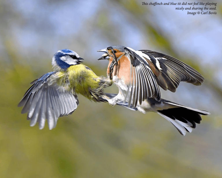 Want to take great bird pictures? Carl Bovis reveals his secrets