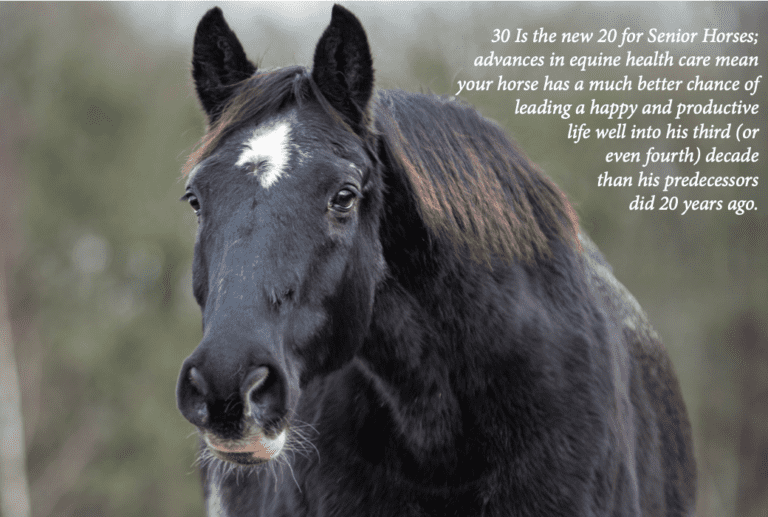 How do I overwinter my elderly horse?