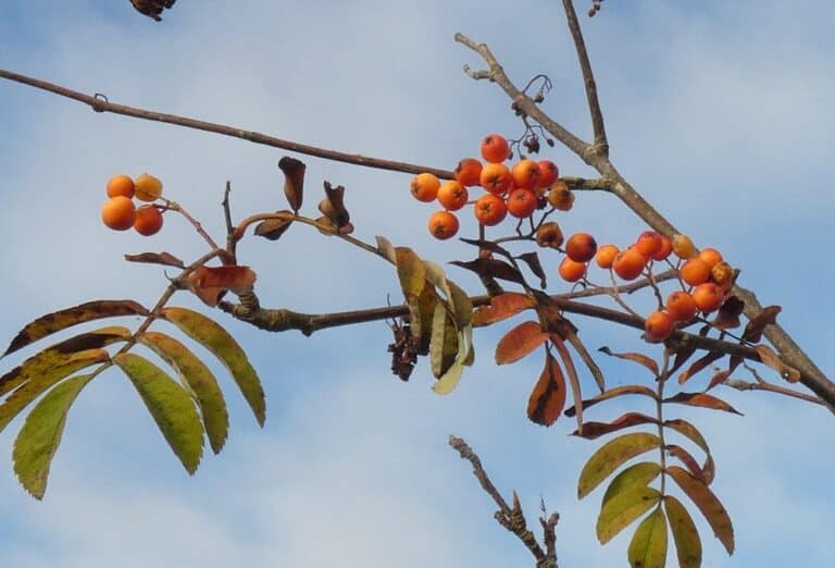 All the leaves are brown, and the sky is grey…almost!