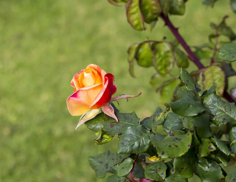 Garden jobs for October 2021