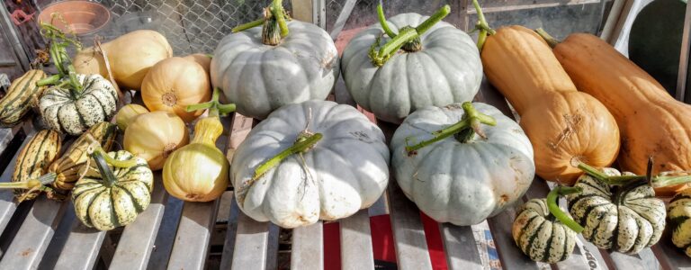 The voice of the allotment | November 2021