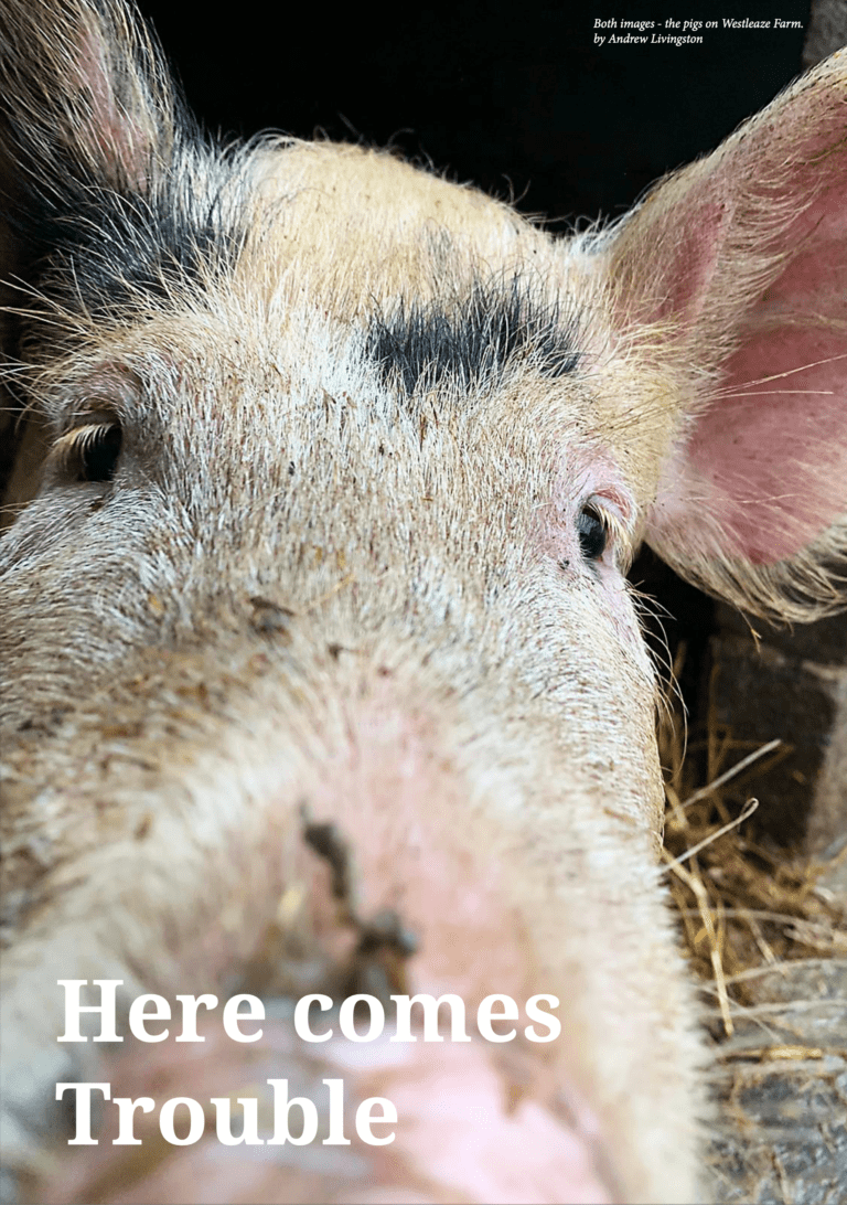 Here comes trouble | Farm tales