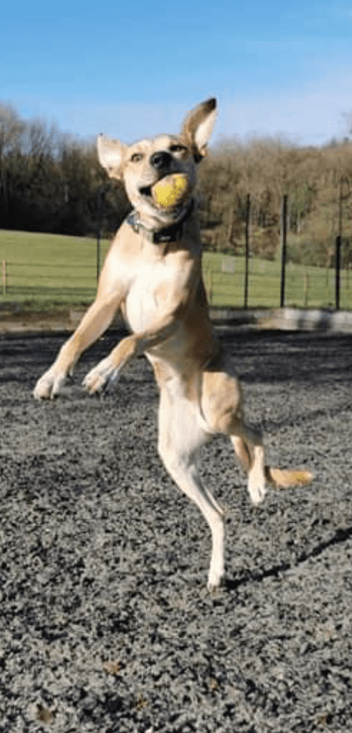 Branscombe: pampering pets for nearly 50 years