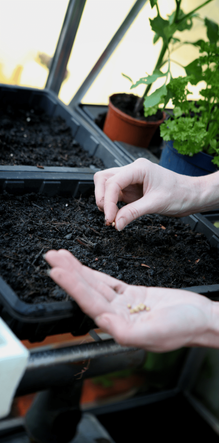 Garden jobs for November | 2021