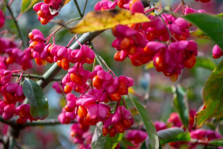 Dorset’s winter hedgerows