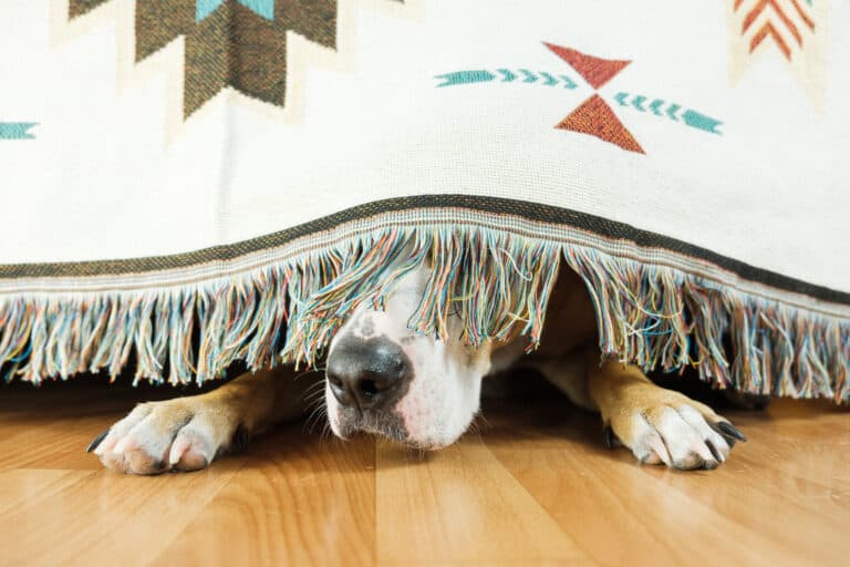 Pets and fireworks – how to keep yours happy on Bonfire Night