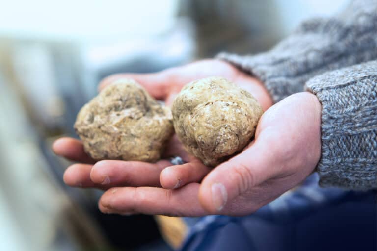 Notes From An Epicurean: A winter’s truffle