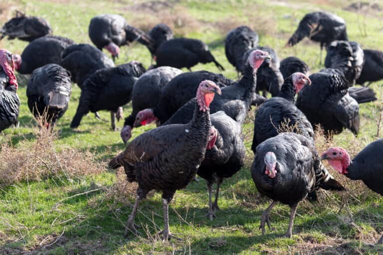 Shopping local could save your bacon (and turkey) this Christmas