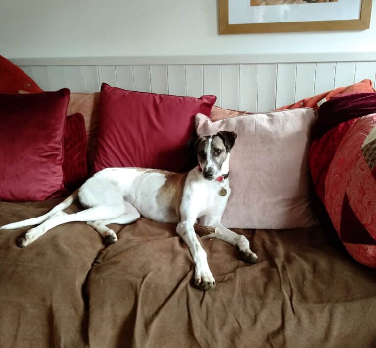 Could you be a Shining Light for dogs like Florence this Christmas?