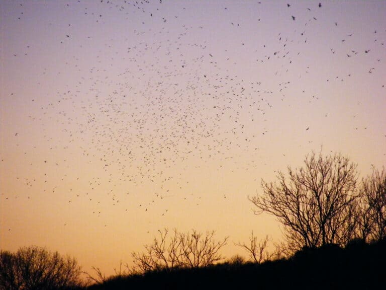 Have you seen those broken black lines in the sky at dusk?