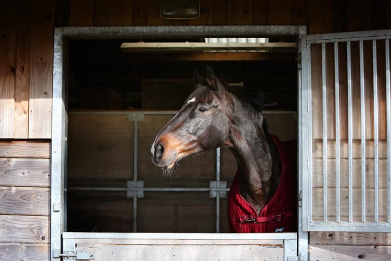 Happy Times (the busy life of a retired event horse)