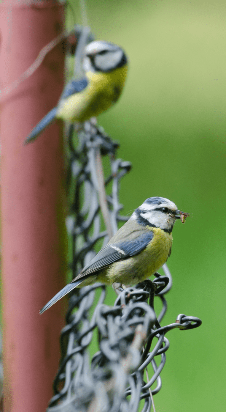 Garden jobs for December 2021