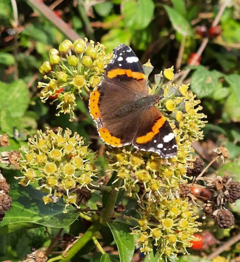 The voice of the allotment | December 2021