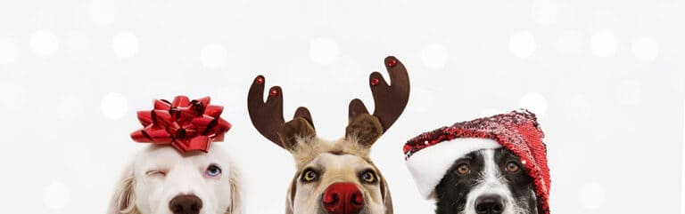 Common festive risks for pets