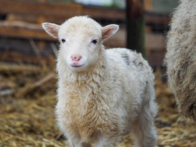 Our Christmas lamb nativity disaster! | Farm Tales