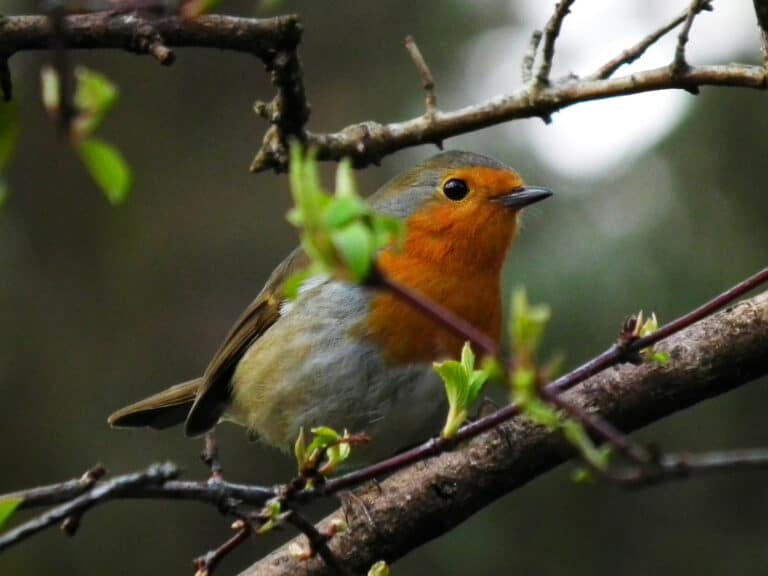 Why are cheeky robins our favourite visitors?