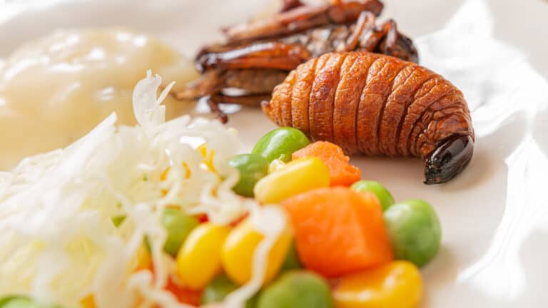 The future of our food is… bugs (yes, really!) | Farm Tales