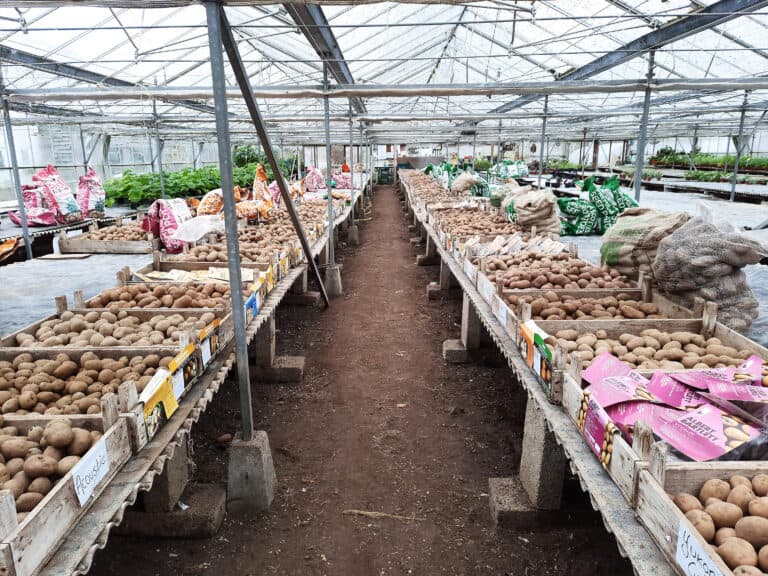 It’s the season for choosing – and making a start on the sowing | Voice of the Allotment