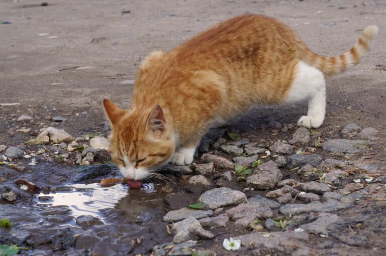 Protect your pets from antifreeze!